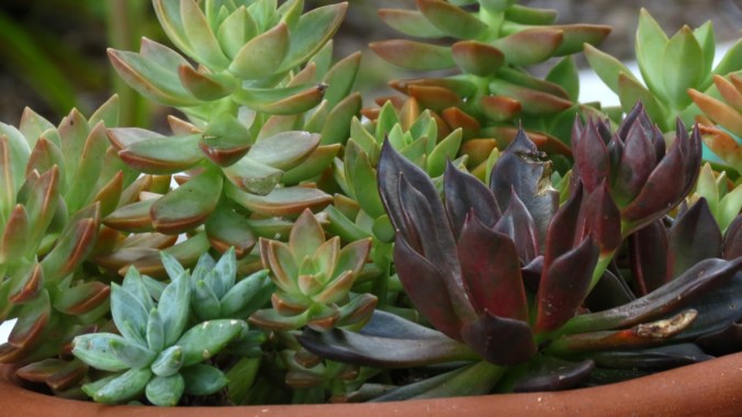 Succulents