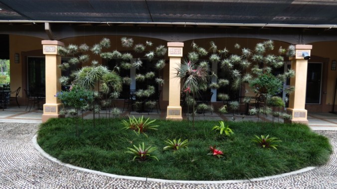 Air plants, attached to thin wires, seem to float in the air. 