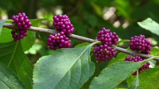 American Beautyberry.