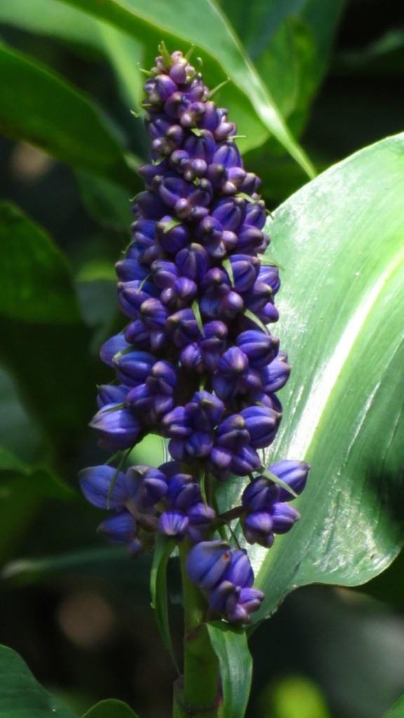 I have no idea what this plant is, but I was captivated.