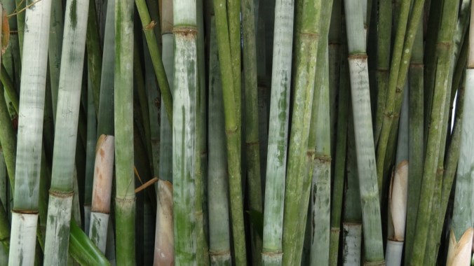 Bamboo.