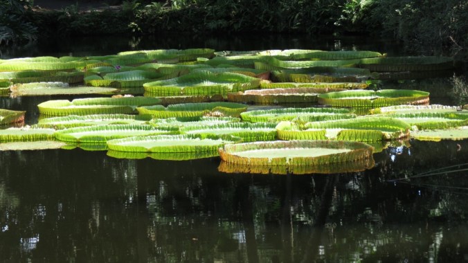 The giant lily pads seem to be floating in the air.