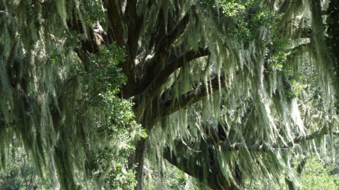 Trees draped with Spanish moss.
