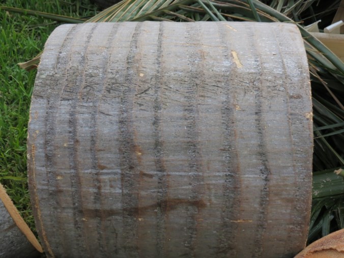 The only rings are the ones left as the crown shaft grows and older fronds fall -- but these have nothing to do with the age of the palm.