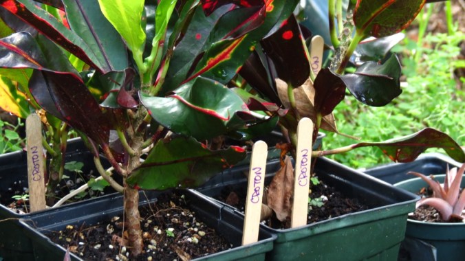 Croton is surprisingly easy to root.