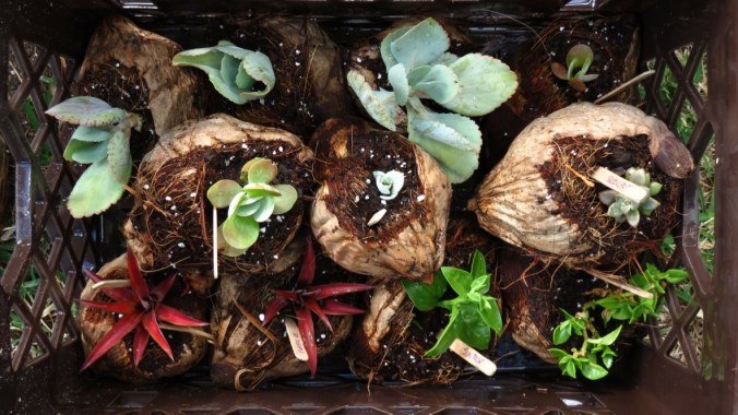 Coconut planters packed and ready for sale.