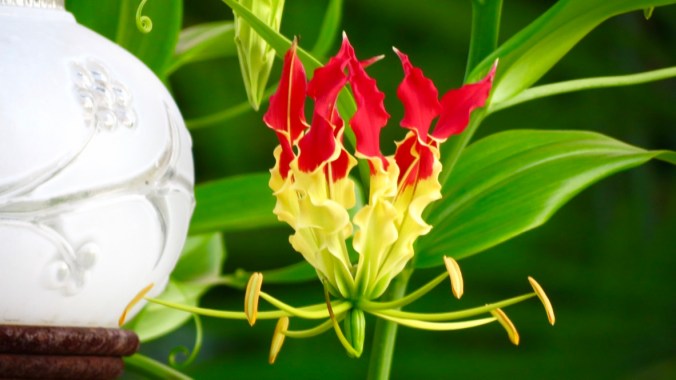 Bloomin' Update 62: The Glorious Gloriosa Lily | Nitty Gritty Dirt Man